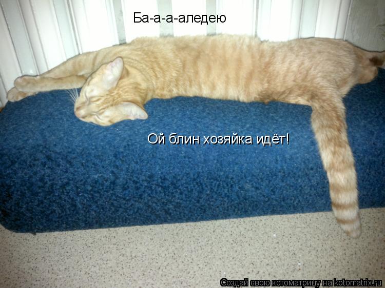 Котоматрица: Ба-а-а-аледею Ой блин хозяйка идёт!