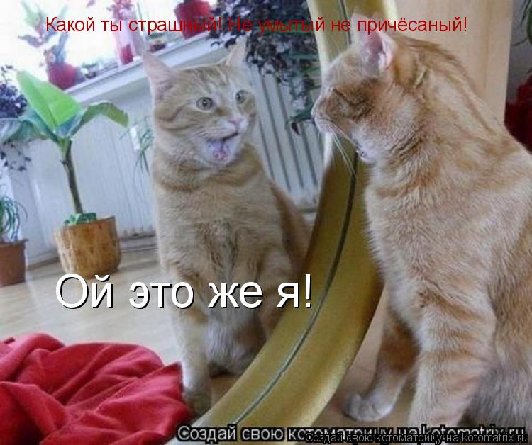 Котоматрица: Какой ты страшный! Не умытый не причёсаный! Ой это же я!