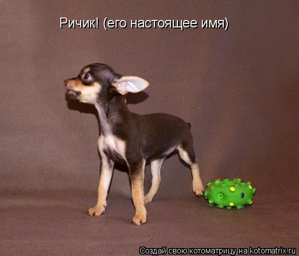 Котоматрица: Ричик! (его настоящее имя)