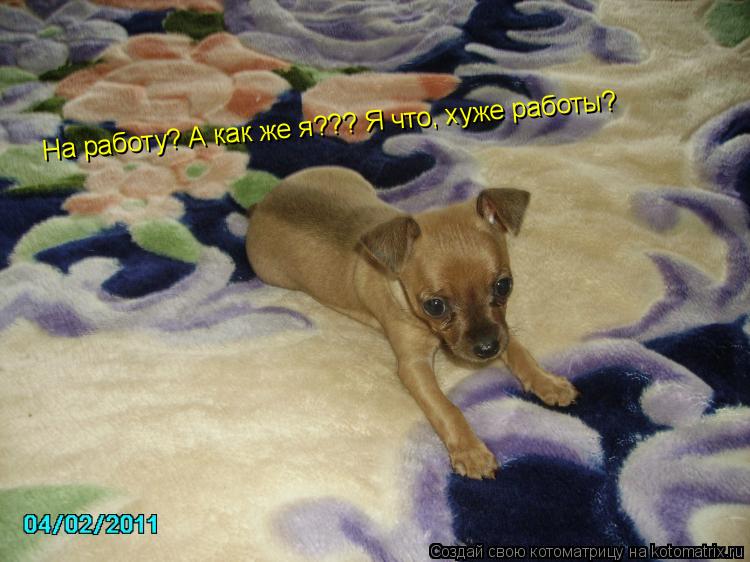 Котоматрица: На работу? А как же я??? Я что, хуже работы?