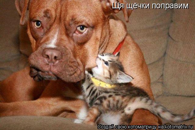 Котоматрица: Щя щёчки поправим