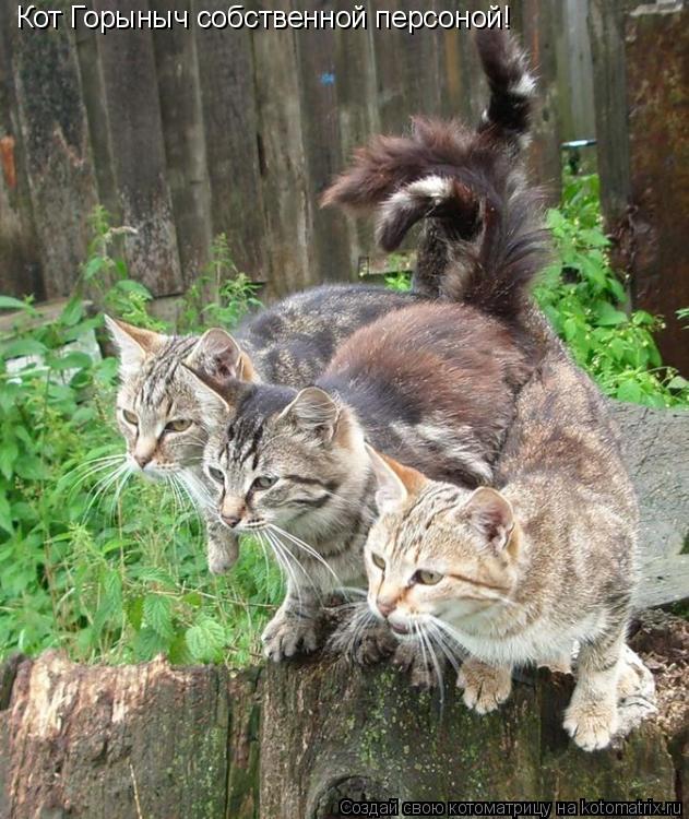 Котоматрица: Кот Горыныч собственной персоной!