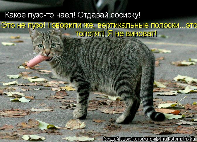 Котоматрица: Какое пузо-то наел! Отдавай сосиску! толстят! Я не виноват! Это не пузо! Говорили же, вертикальные полоски...это...