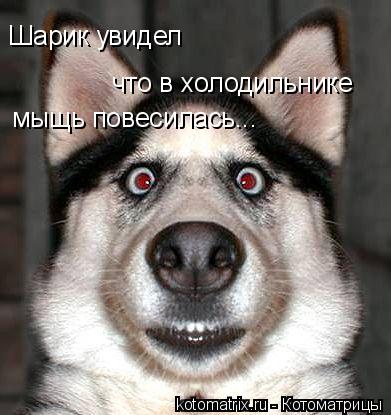 Шарик увидел что в холодильнике мыщь повесилась...... Котоматрица: Шарик увидел что в холодильнике мыщь повесилась...