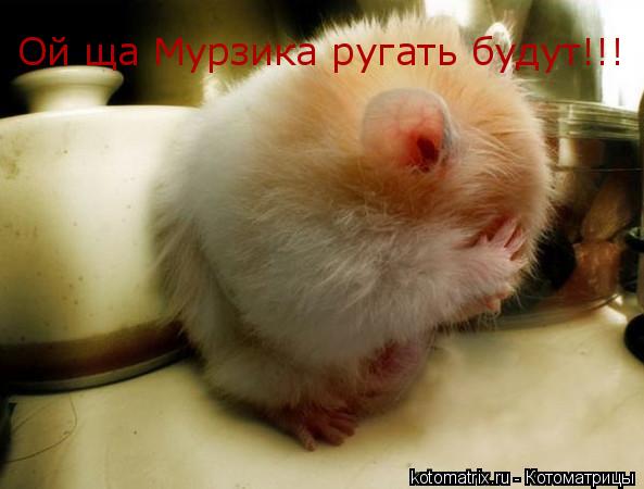 Ой ща Мурзика ругать будут!!!... Котоматрица: Ой ща Мурзика ругать будут!!!