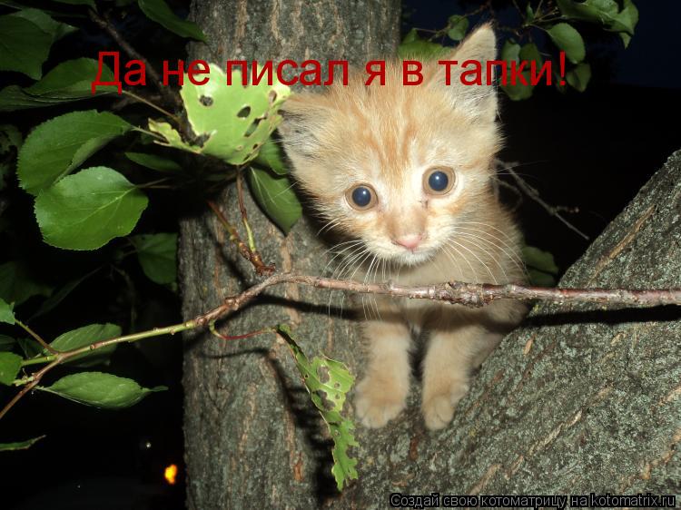 Котоматрица: Да не писал я в тапки!