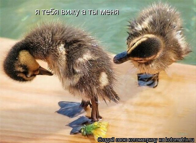 Котоматрица: я тебя вижу а ты меня