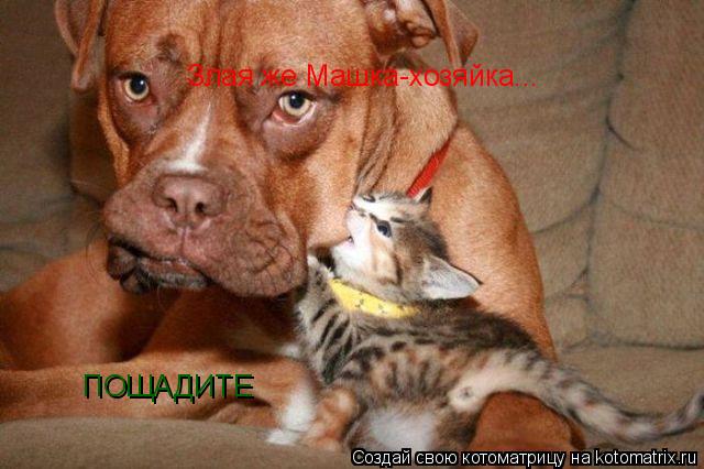 Котоматрица: Злая же Машка-хозяйка... ПОЩАДИТЕ