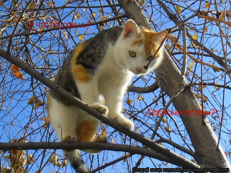 Котоматрица: А что говоришь? Сосиськи готовы?!