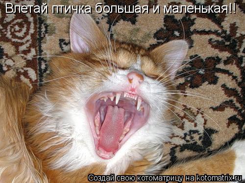 Котоматрица: Влетай птичка большая и маленькая!!