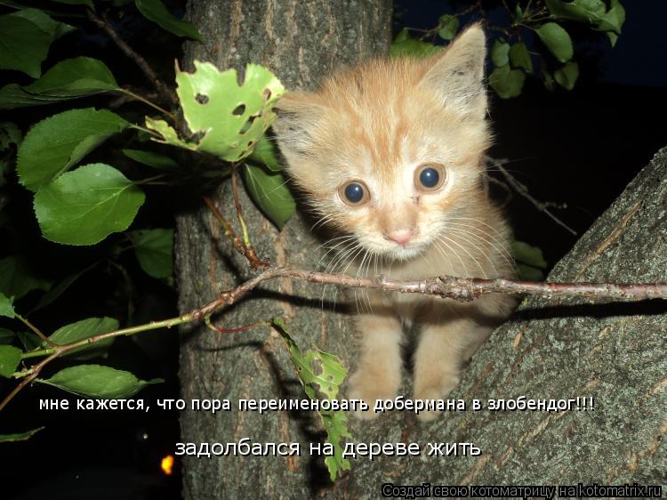 Котоматрица: мне кажется, что пора переименовать добермана в злобендог!!! задолбался на дереве жить