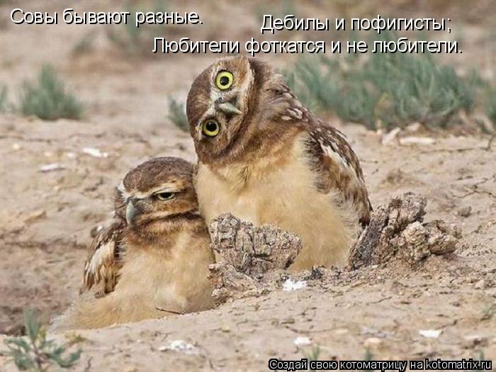 Котоматрица: Совы бывают разные. Дебилы и пофигисты; Любители фоткатся и не любители.