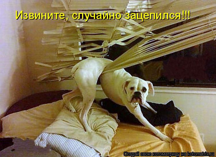 Котоматрица: Извините, случайно зацепился!!!