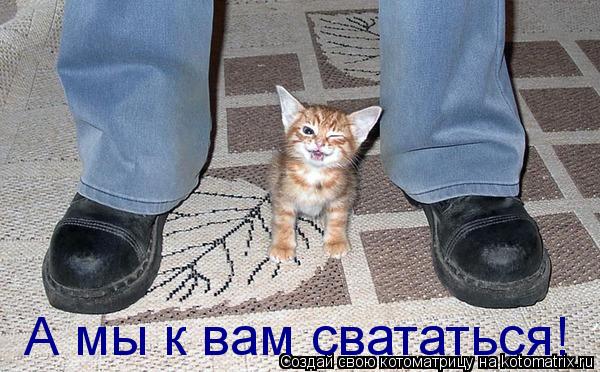 Котоматрица: А мы к вам свататься!