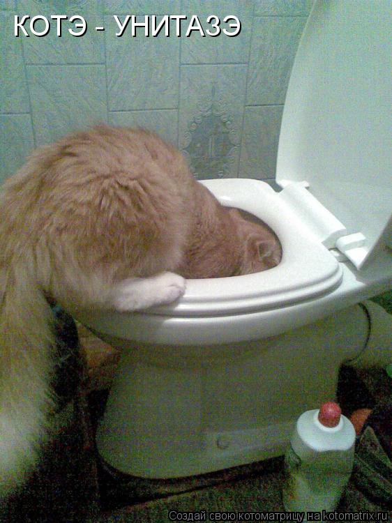 Котоматрица: КОТЭ - УНИТАЗЭ