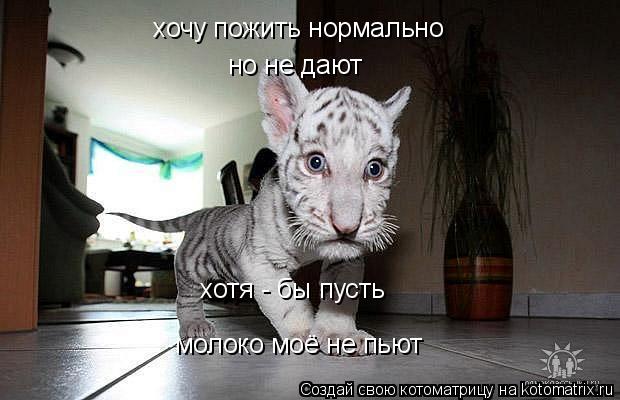 хочу пожить нормально но не дают хотя - бы пусть молоко моё не пьют... Котоматрица: хочу пожить нормально но не дают хотя - бы пусть молоко моё не пьют