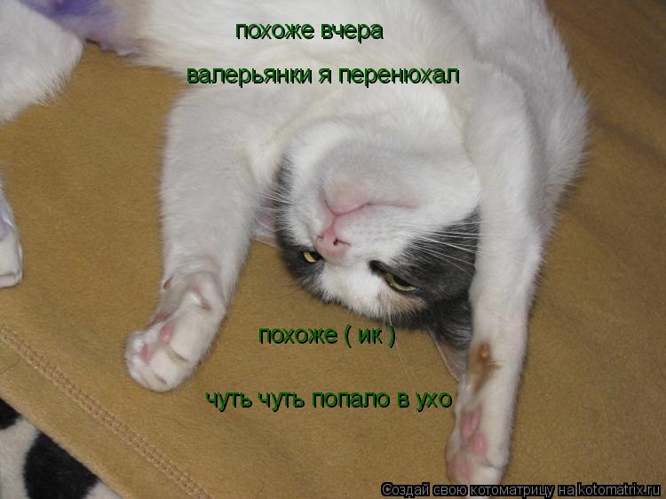 похоже вчера валерьянки я перенюхал похоже ( ик ) чуть чуть попало в ухо... Котоматрица: похоже вчера валерьянки я перенюхал похоже ( ик ) чуть чуть попало в ухо