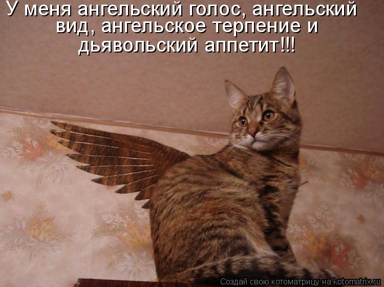 У меня ангельский голос, ангельский вид, ангельское терпение и дьявольский аппетит!!!... Котоматрица: У меня ангельский голос, ангельский вид, ангельское терпение и дьявольский аппетит!!!