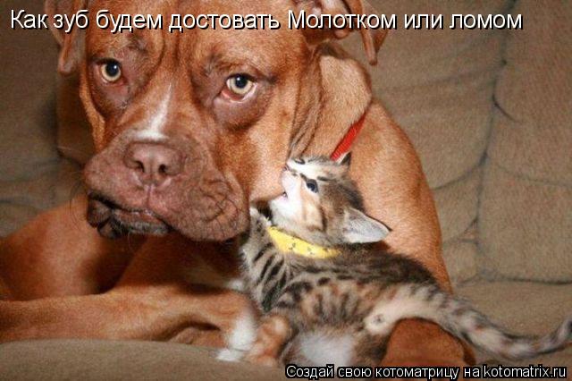 Как зуб будем достовать Молотком или ломом... Котоматрица: Как зуб будем достовать Молотком или ломом