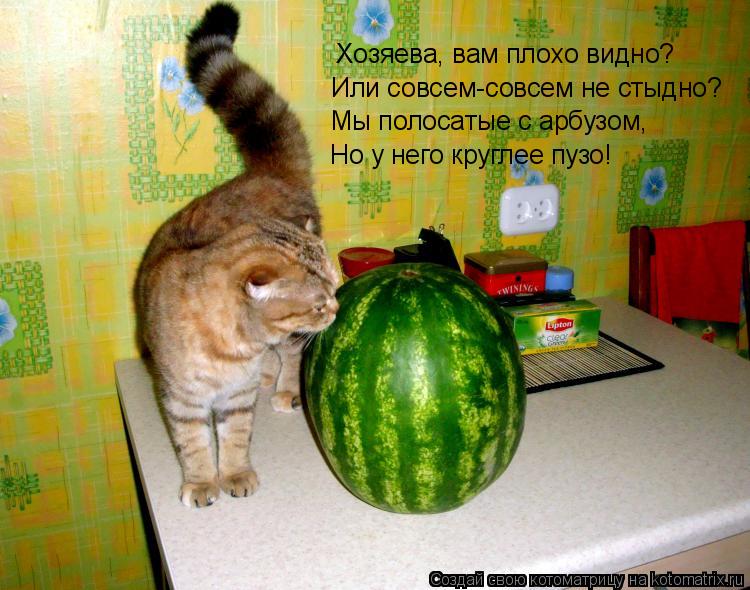 Хозяева, вам плохо видно? Или совсем-совсем не стыдно? Мы полосатые с арбузом, Но у него круглее пузо... Котоматрица: Хозяева, вам плохо видно? Или совсем-совсем не стыдно? Мы полосатые с арбузом, Но у него круглее пузо!