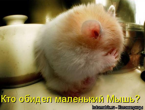 Котоматрица: Кто обидел маленький Мышь?