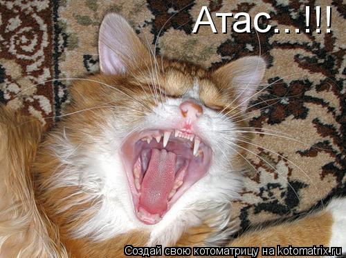 Котоматрица: Атас...!!!