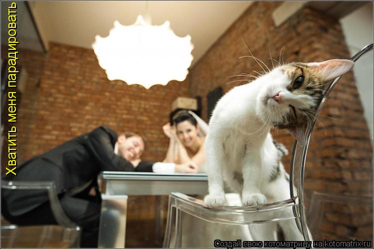 Котоматрица: Хватить меня парадировать и смеятся