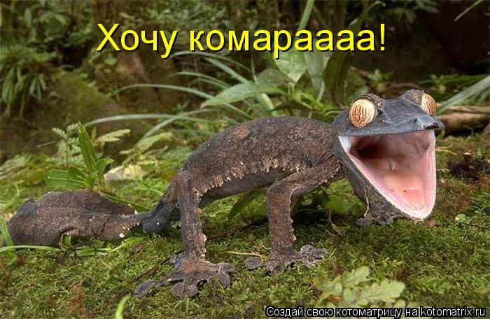 Котоматрица: Хочу комараааа!