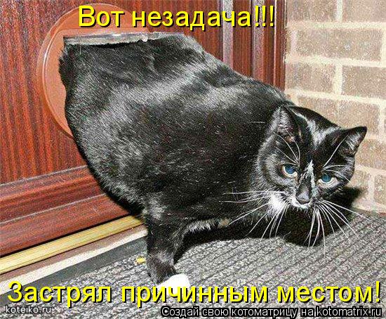 Котоматрица: Застрял причинным местом! Вот незадача!!!