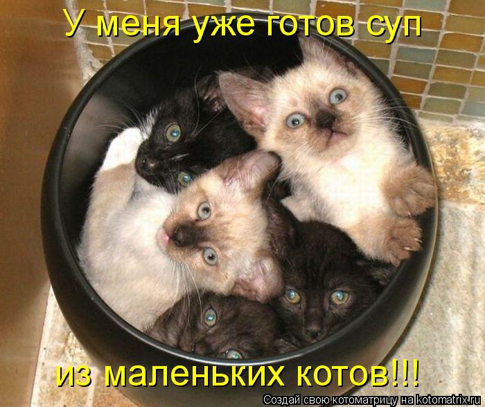 Котоматрица: У меня уже готов суп из маленьких котов!!!