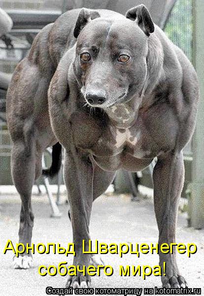Котоматрица: Арнольд Шварценегер собачего мира!
