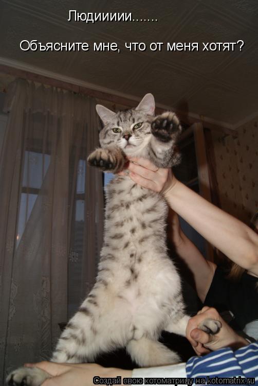 Котоматрица: Людиииии....... Объясните мне, что от меня хотят?