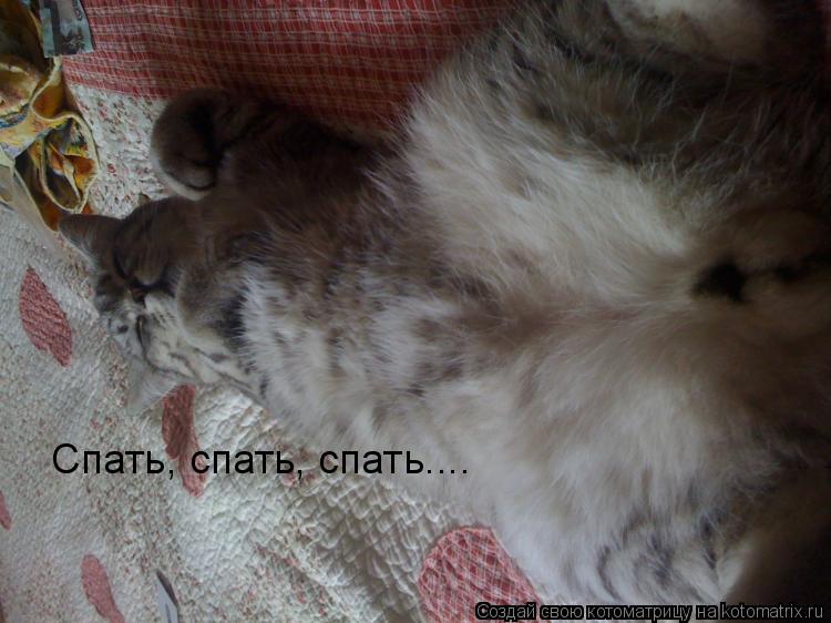 Котоматрица: Спать, спать, спать....