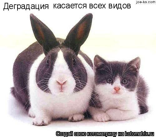 Котоматрица: Деградация касается всех видов