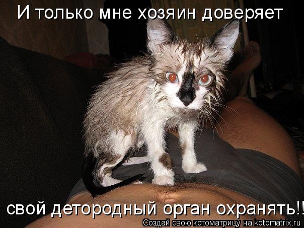 Котоматрица: И только мне хозяин доверяет свой детородный орган охранять!!!