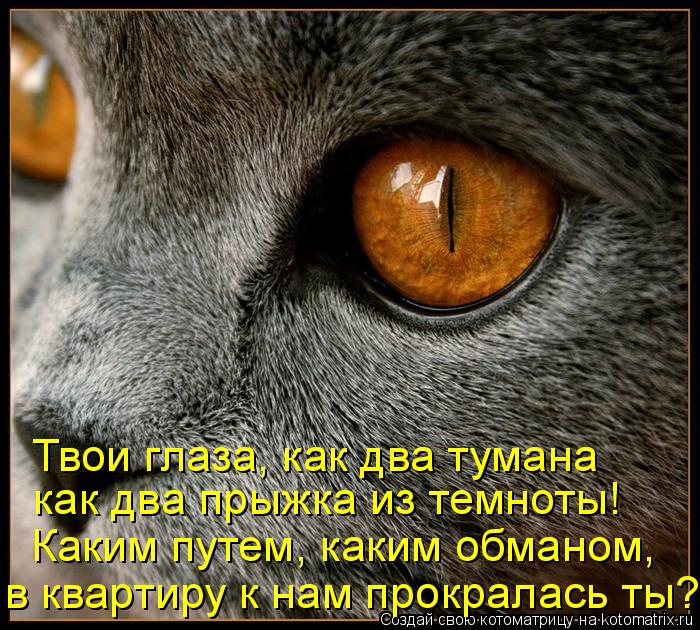 Котоматрица: Каким путем, каким обманом, в квартиру к нам прокралась ты? как два прыжка из темноты! Твои глаза, как два тумана