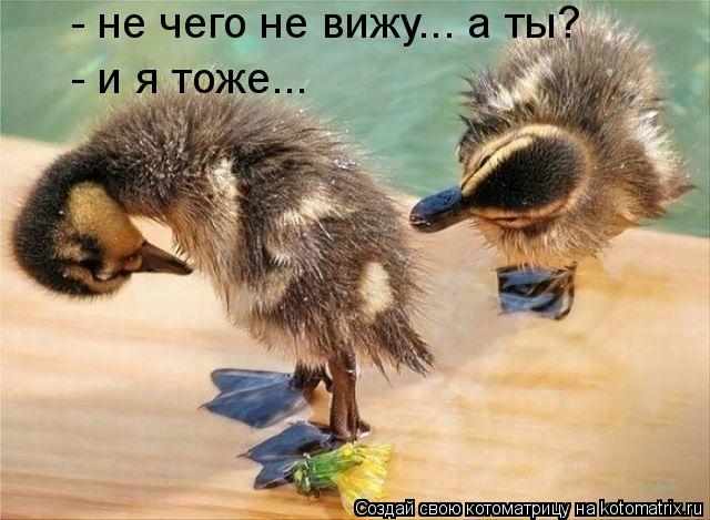 Котоматрица: - не чего не вижу... а ты? - и я тоже...