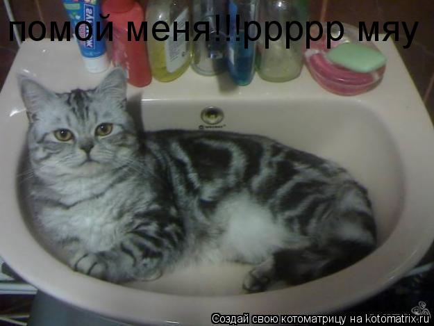 Котоматрица: помой меня!!!ррррр мяу