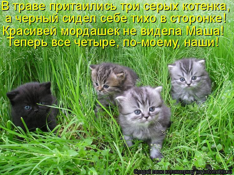 Котоматрица: В траве притаились три серых котенка, а черный сидел себе тихо в сторонке! Красивей мордашек не видела Маша! Теперь все четыре, по-моему, наш