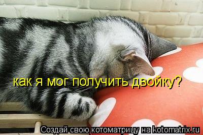 Котоматрица: как я мог получить двойку?