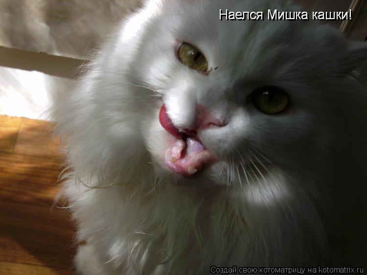 Котоматрица: Наелся Мишка кашки! Наелся Мишка кашки!