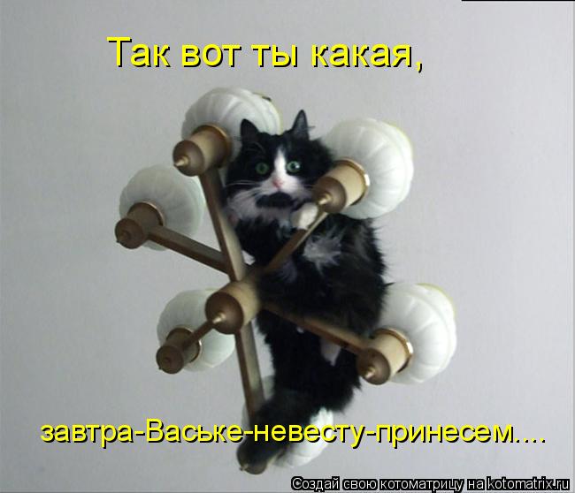 Котоматрица: завтра-Ваське-невесту-принесем.... Так вот ты какая,