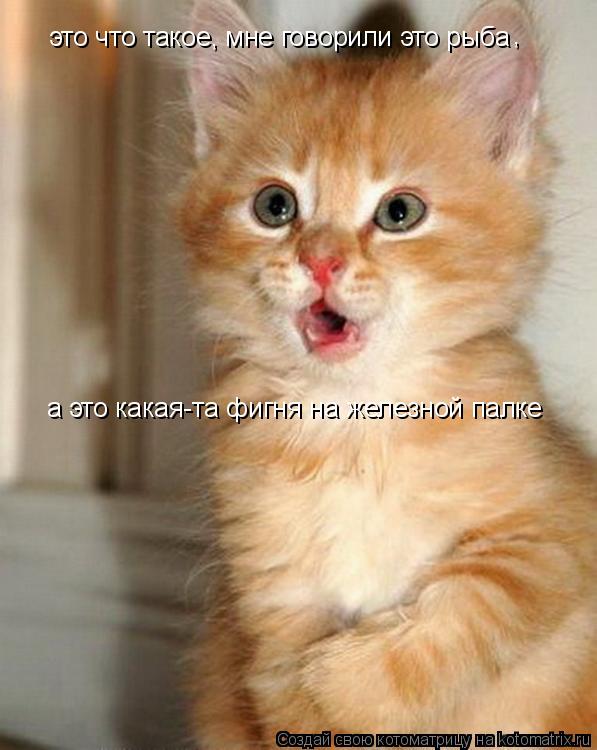 Котоматрица: это что такое, мне говорили это рыба , а это какая-та фигня на железной палке