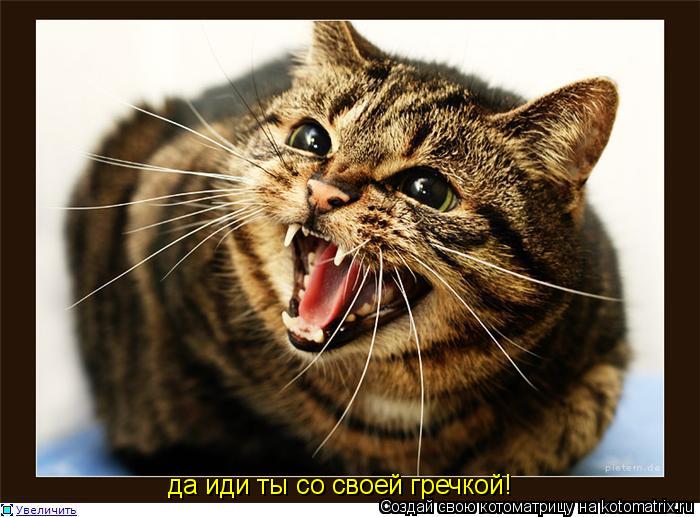 Котоматрица: да иди ты со своей гречкой!