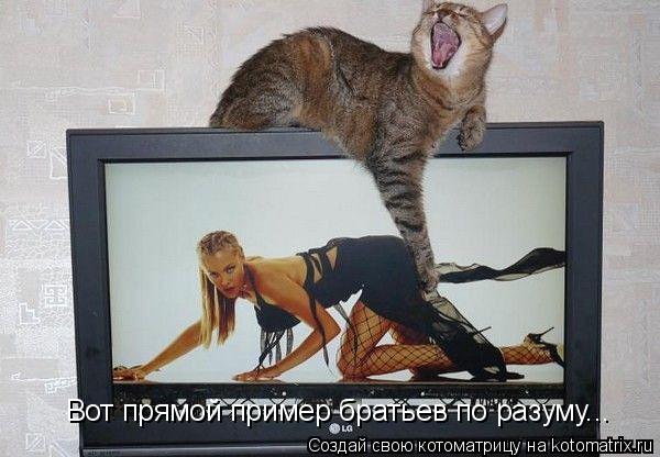 Котоматрица: Вот прямой пример братьев по разуму...