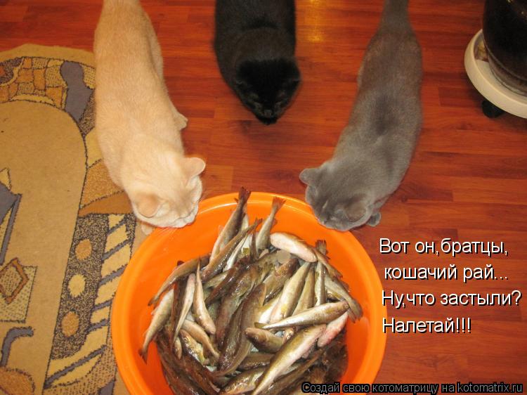 Котоматрица: Вот он,братцы, кошачий рай... Ну,что застыли? Налетай!!!