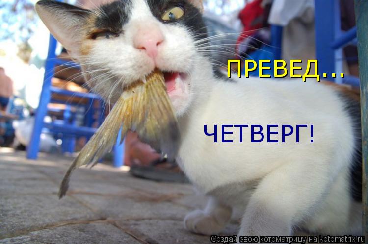 Котоматрица: ПРЕВЕД... ЧЕТВЕРГ!