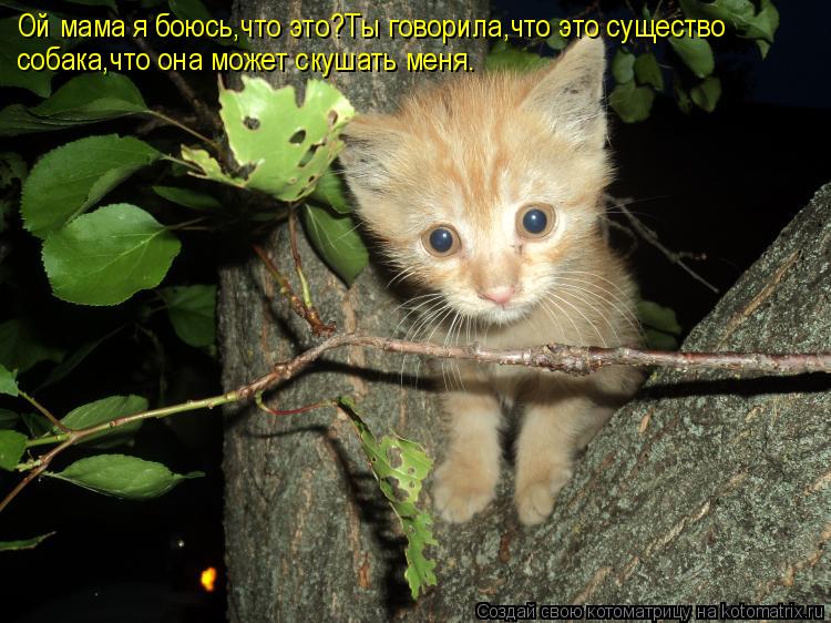 Котоматрица: Ой мама я боюсь,что это?Ты говорила,что это существо  собака,что она может скушать меня.