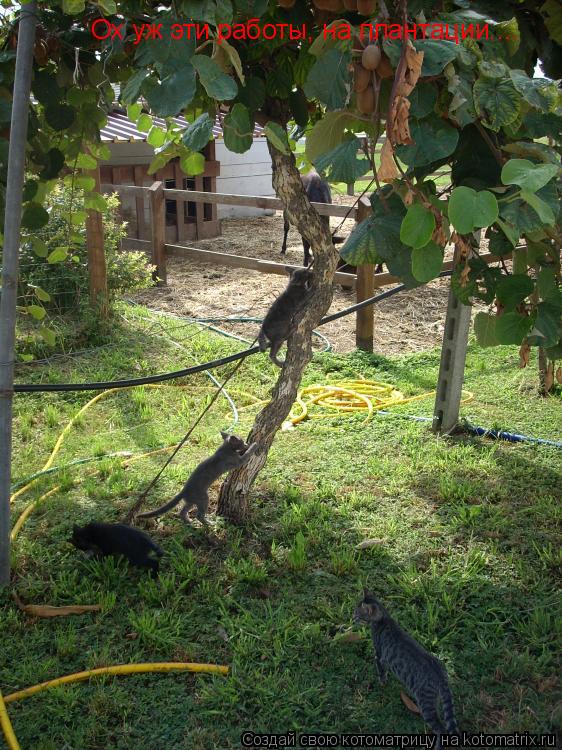 Ох уж эти работы, на плантации....... Котоматрица: Ох уж эти работы, на плантации....