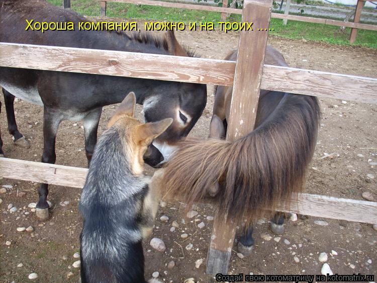 Хороша компания, можно и на троих ........ Котоматрица: Хороша компания, можно и на троих .....
